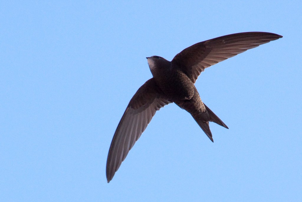 Swift (as in the&nbsp;bird)
