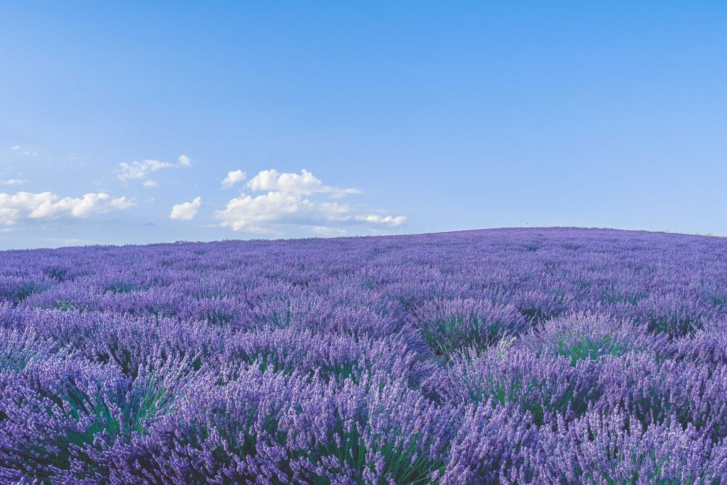 Lavender’s Blue￼