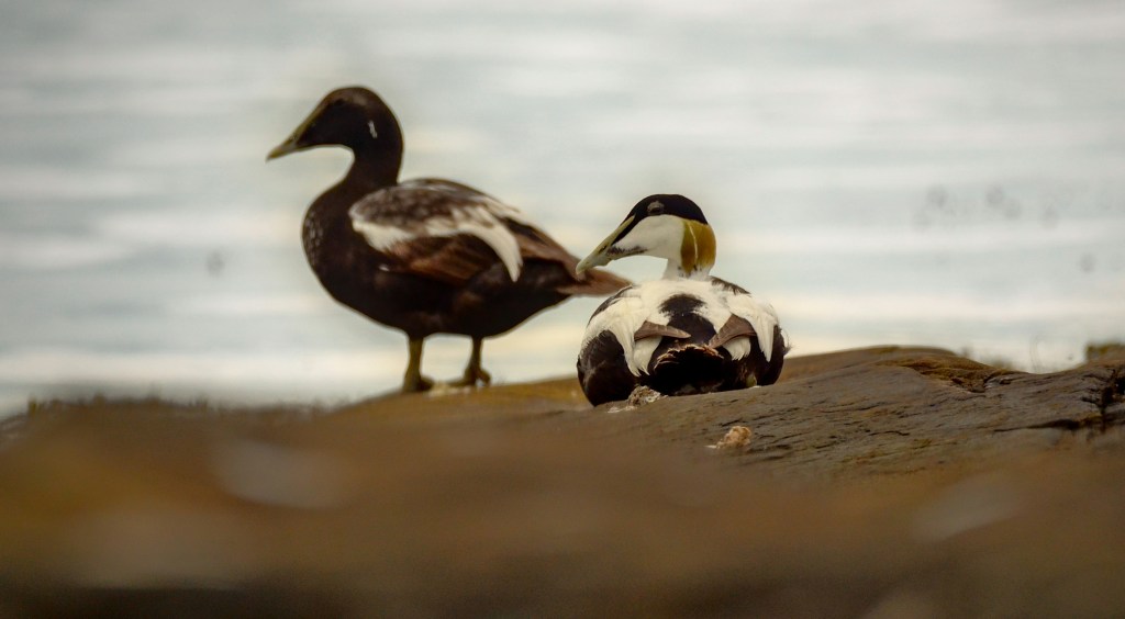On the Fate of Eider Ducks