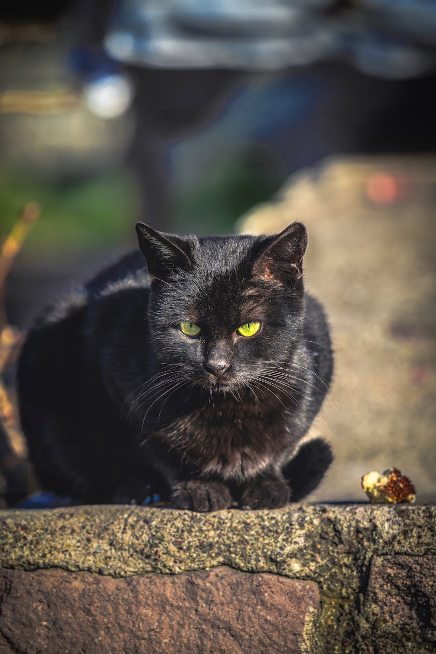 It All Started Here: “Beware The Cat”